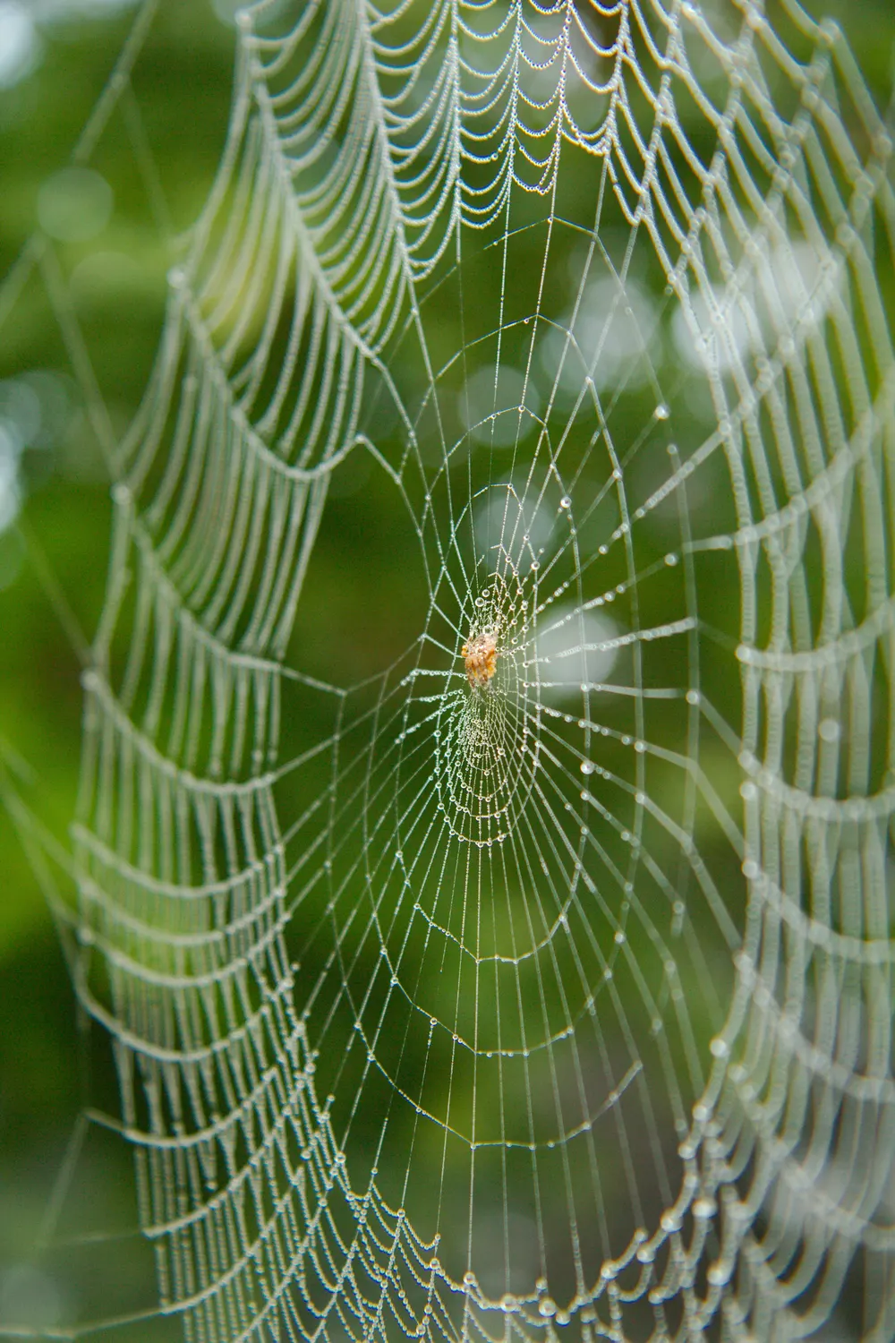 Dew-covered spider web against a green background